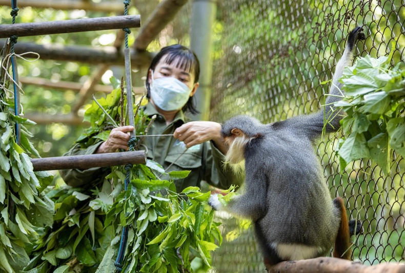Una de las especies de primates protegidas en el Parque Nacional Cuc Phuong. Una de las especies de primates protegidas en el Parque Nacional Cuc Phuong.