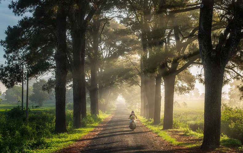 Las hileras de pino centenario se encuentran en el camino que pasa por la aldea 1, comuna de Nghia Hung, distrito de Chu Pah, provincia de Gia Lai, a unos 15 kilómetros de la ciudad de Pleiku y muy cerca de conocidos destinos turísticos como la Pagoda Buu Minh y el cráter Chu Dang Ya.