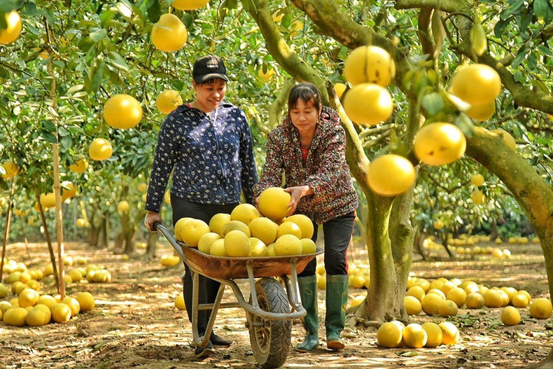 Lo más viejo: el árbol, lo más rico: la fruta que produce. Lo más viejo: el árbol, lo más rico: la fruta que produce.