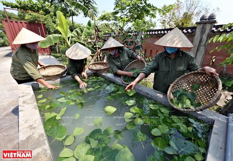 Después de la recolección, las hojas se remojan en agua de cal. (Foto: VNA) Después de la recolección, las hojas se remojan en agua de cal. (Foto: VNA)