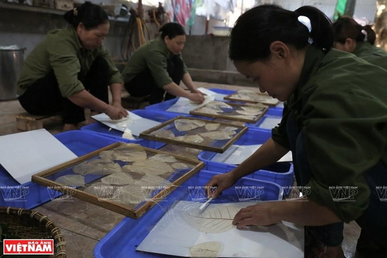 Los pobladores limpian con meticulosidad las hojas de Bodhi. (Foto: VNA) Los pobladores limpian con meticulosidad las hojas de Bodhi. (Foto: VNA)