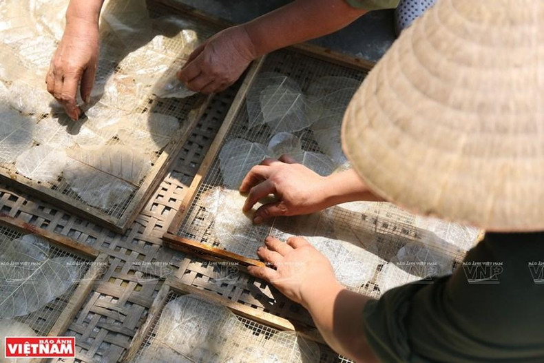 Después de la limpieza, se ponen las hojas a secar bajo el sol. (Foto: VNA) Después de la limpieza, se ponen las hojas a secar bajo el sol. (Foto: VNA)