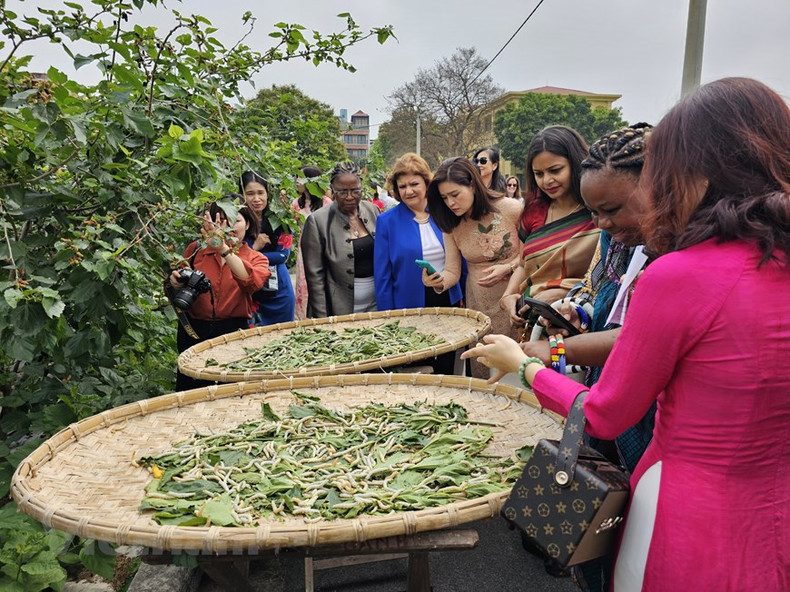 Visita al jardín de moreras para conocer el proceso de crianza del gusano de seda. Visita al jardín de moreras para conocer el proceso de crianza del gusano de seda.