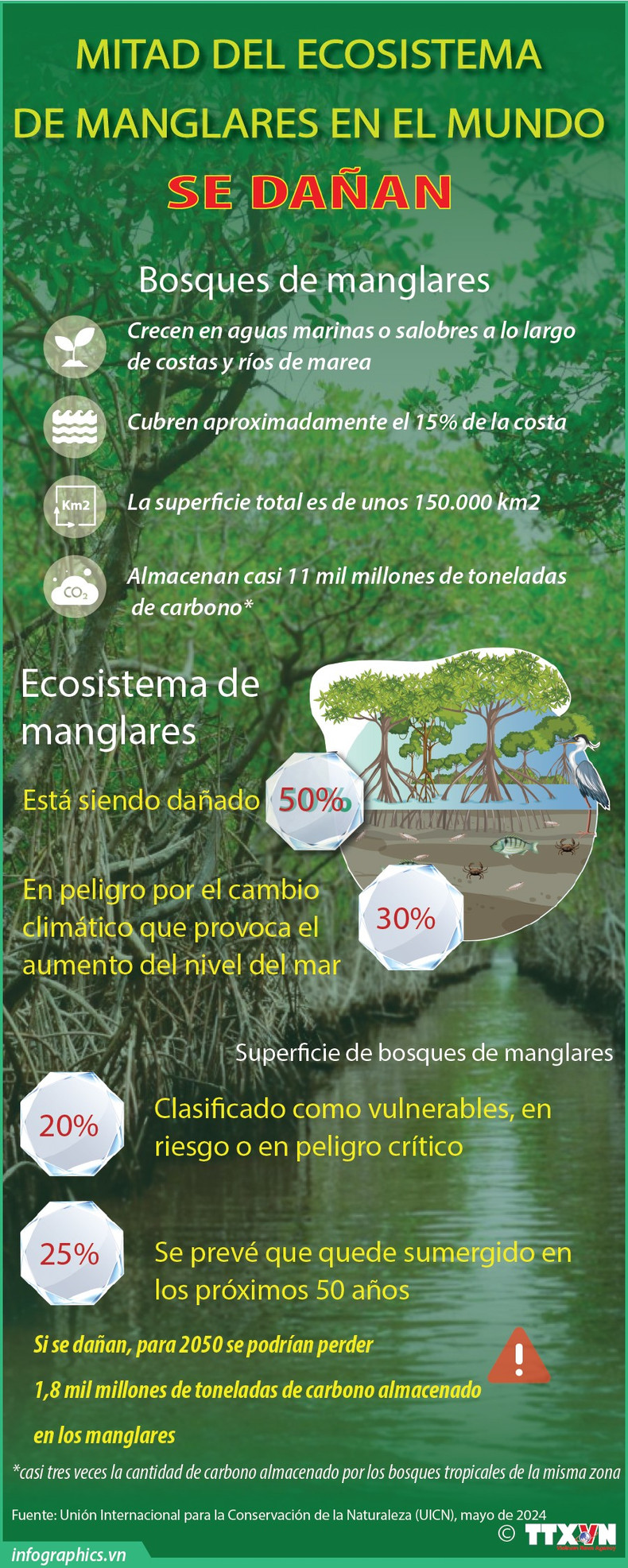 Mitad del ecosistema de manglares en el mundo se dañan ảnh 1