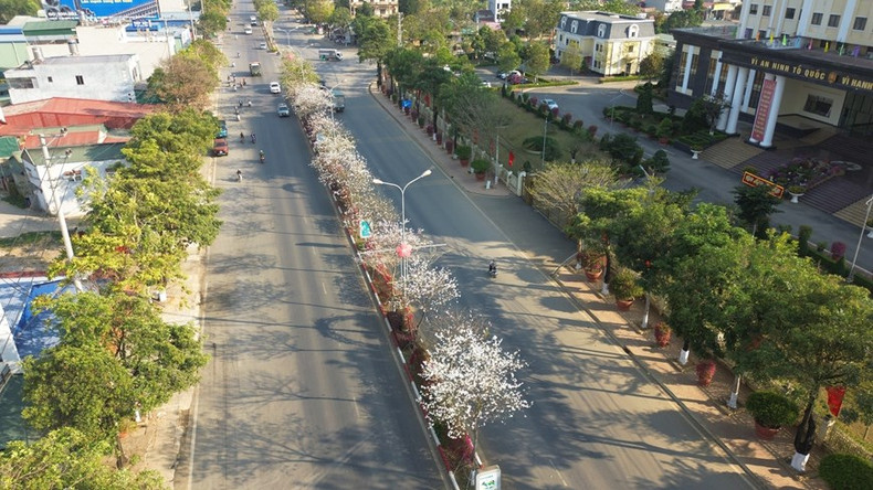 Filas de flores blancas de Ban en la ruta Hanói - Son La. Filas de flores blancas de Ban en la ruta Hanói - Son La.
