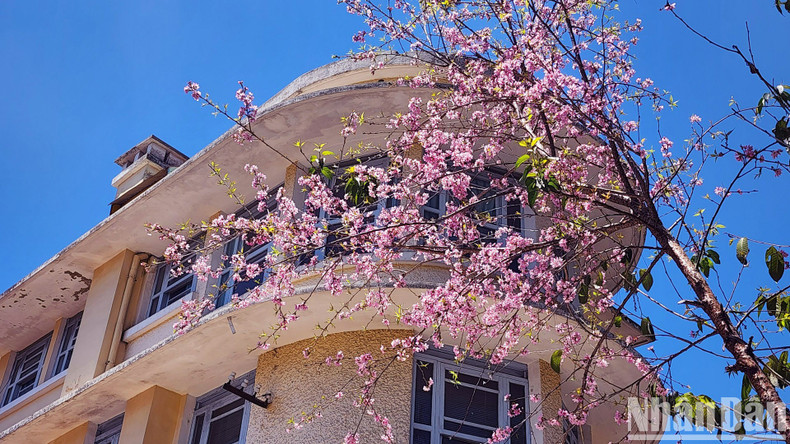 A mediados de abril, al pasear por algunas calles del centro de Da Lat, como Tran Hung Dao, Ho Tung Mau, Pham Ngu Lao, Hung Vuong y Tran Phu, o caminar entre las colinas de pinos en la ciudad, los visitantes disfrutan viendo y tomando fotos de las flores de cerezo. Junto con los pobladores de Da Lat, en las calles llenas de las flores color rosa púrpura y en muchos espacios públicos de la ciudad de las Tierras Altas, numerosos turistas disfrutan tomando fotografías de recuerdo. A mediados de abril, al pasear por algunas calles del centro de Da Lat, como Tran Hung Dao, Ho Tung Mau, Pham Ngu Lao, Hung Vuong y Tran Phu, o caminar entre las colinas de pinos en la ciudad, los visitantes disfrutan viendo y tomando fotos de las flores de cerezo. Junto con los pobladores de Da Lat, en las calles llenas de las flores color rosa púrpura y en muchos espacios públicos de la ciudad de las Tierras Altas, numerosos turistas disfrutan tomando fotografías de recuerdo.