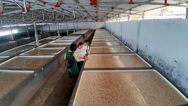 Visitantes exploran el proceso de procesamiento de medusas en Thanh Lan.