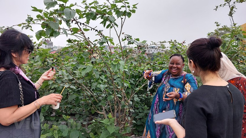 Las asistentes prueban el sabor agridulce de las moras. Las asistentes prueban el sabor agridulce de las moras.