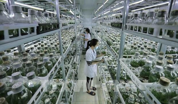La hibridación de orquídeas mediante el método de cultivo de tejidos en la Academia de Ciencias Agrícolas de Vietnam. (Foto: VNA) La hibridación de orquídeas mediante el método de cultivo de tejidos en la Academia de Ciencias Agrícolas de Vietnam. (Foto: VNA)