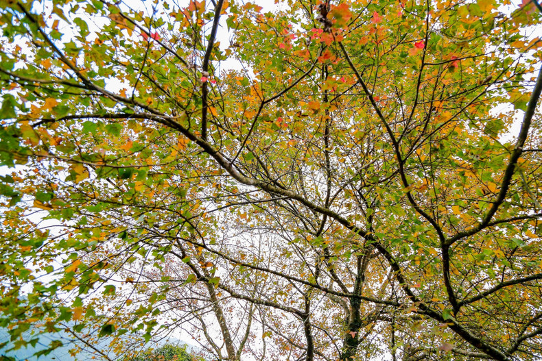 Las hojas de los arces comienzan a cambiar de color.