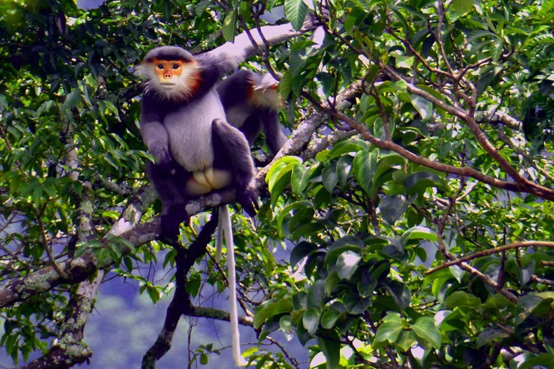 Dos douc de patas grises (Pygathrix cinerea) en el Parque Nacional Kon Ka Kinh, un área central de la Reserva Mundial de Biosfera Kon Ha Nung. Dos douc de patas grises (Pygathrix cinerea) en el Parque Nacional Kon Ka Kinh, un área central de la Reserva Mundial de Biosfera Kon Ha Nung.
