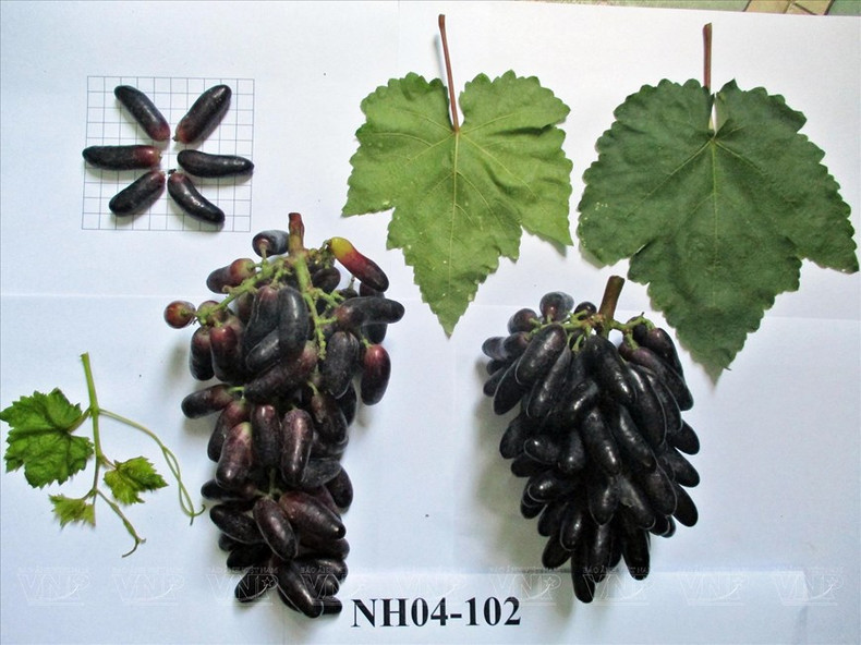 La exitosa investigación y producción de la uva negra sin semilla NH04-102 tiene importancia científica, contribuyendo a la diversificación de uvas frescas de alta calidad, aumentando la competitividad con los productos de uva importados actuales en el mercado.