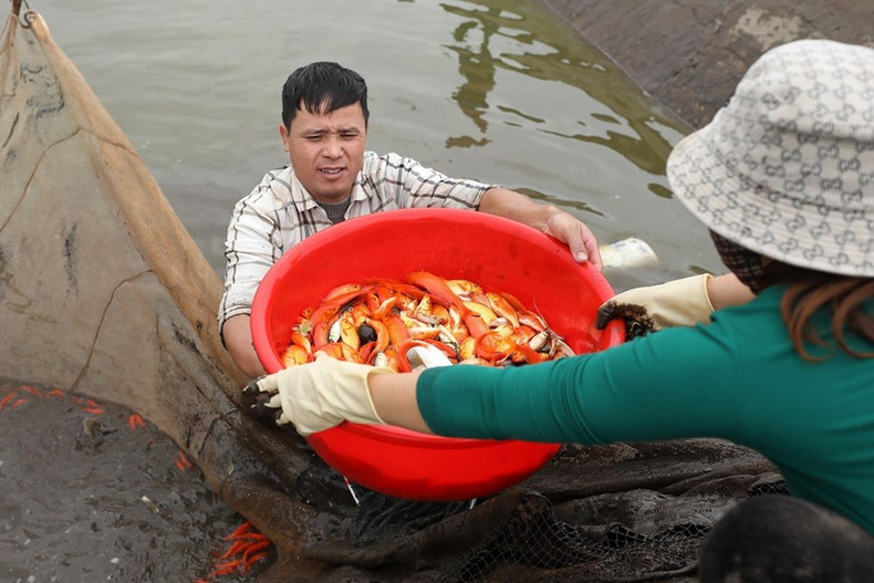 La carpa roja de Thuy Tram se ha convertido en una marca famosa en todo el país. La carpa roja de Thuy Tram se ha convertido en una marca famosa en todo el país.