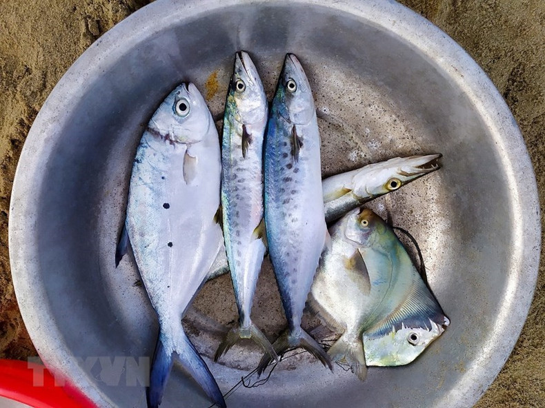 Se clasifican los peces para la venta.