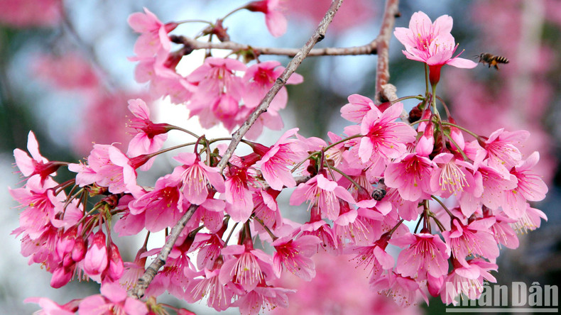 El cerezo lleva el nombre científico de prunus cerasoides, que se cita como "prunus cerasoides D. Don". D. Don David Don (1799-1841), fue un botánico escocés del que se dice que fue el primero en clasificar y describir las flores de cerezo en el libro en latín Prodromus florae nepalensis (Flores recolectadas en Nepal), publicado en Londres en 1825. El cerezo lleva el nombre científico de prunus cerasoides, que se cita como "prunus cerasoides D. Don". D. Don David Don (1799-1841), fue un botánico escocés del que se dice que fue el primero en clasificar y describir las flores de cerezo en el libro en latín Prodromus florae nepalensis (Flores recolectadas en Nepal), publicado en Londres en 1825.