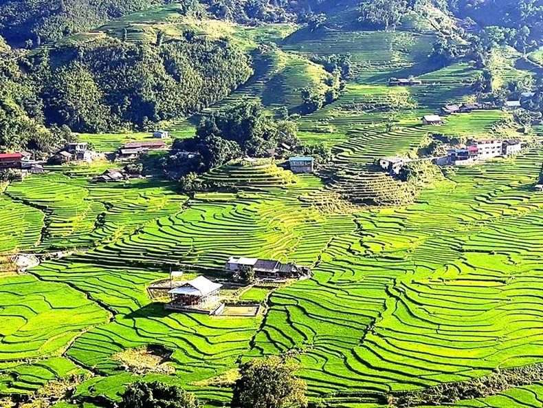 El valle brilla con el suave color verde de las plántulas de arroz.