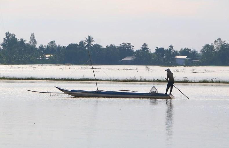 Campos de arroz en la época de riada en Vi Thuy.