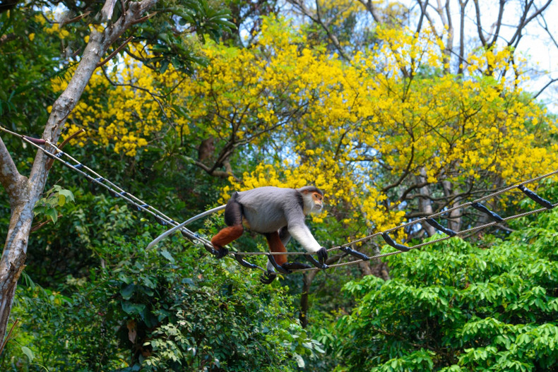 El Pygathrix nemaeus es conocido como la "reina de los primates". El Pygathrix nemaeus es conocido como la "reina de los primates".