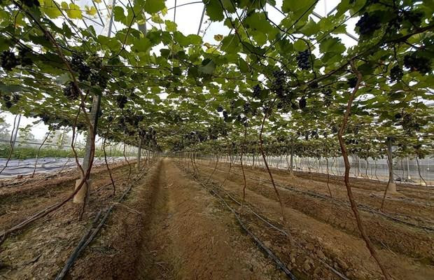 Foto de ilustración (Fuente: VNA) Foto de ilustración (Fuente: VNA)