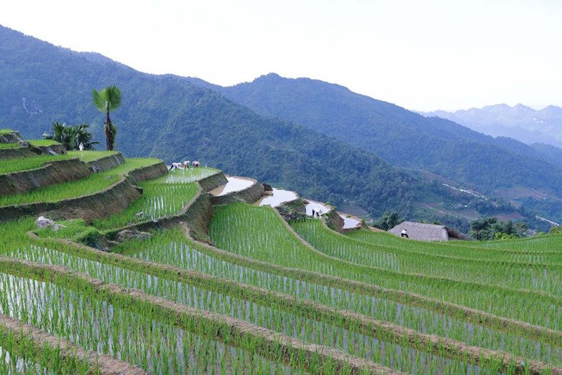 Los campos en terrazas en las montañas de la aldea de Xa Phin, comuna de Phuong Tien, distrito de Vi Xuyen.
