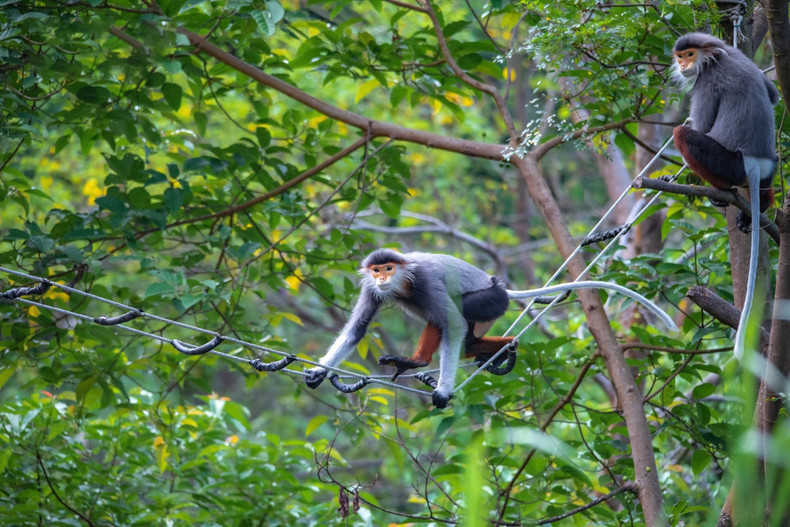 La tarde es el otro momento en que los Pygathrix nemaeus suelen moverse para buscar comida en el dosel de los árboles lim xet. La tarde es el otro momento en que los Pygathrix nemaeus suelen moverse para buscar comida en el dosel de los árboles lim xet.