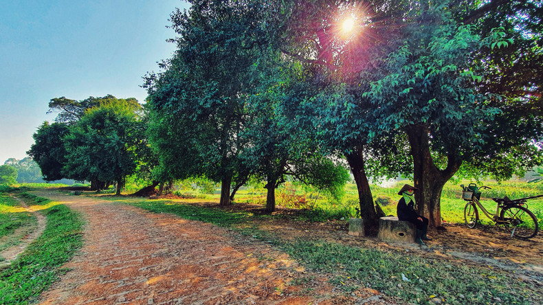 Una fila de árboles duoi (streblus asper) de miles de años de antigüedad en Duong Lam.