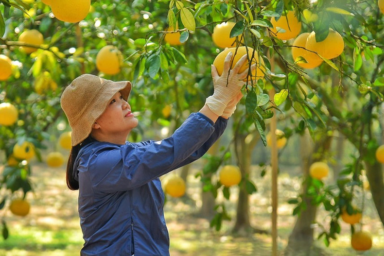 No hace falta echar mucha agua a los árboles de pomelo Dien. Mientras más seco el clima, producirá pomelos más dulces. No hace falta echar mucha agua a los árboles de pomelo Dien. Mientras más seco el clima, producirá pomelos más dulces.