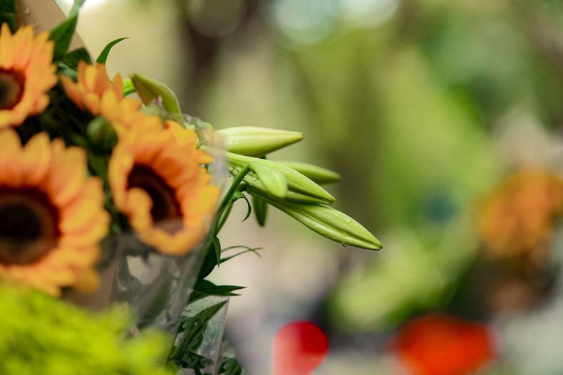 En Hanói, los lirios se plantan en grandes jardines como Tay Tuu, Quang Ba y Nhat Tan.