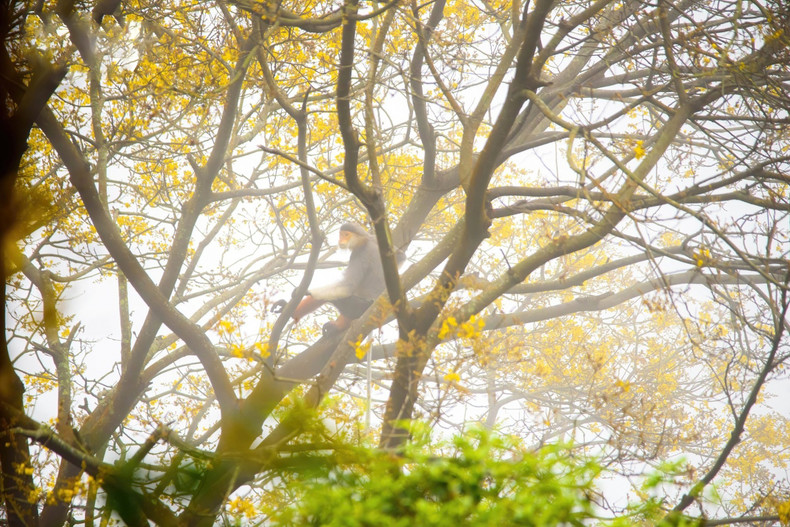 El mejor momento para ver flores y langures es temprano en la mañana, cuando la niebla aún no se ha disipado. El mejor momento para ver flores y langures es temprano en la mañana, cuando la niebla aún no se ha disipado.