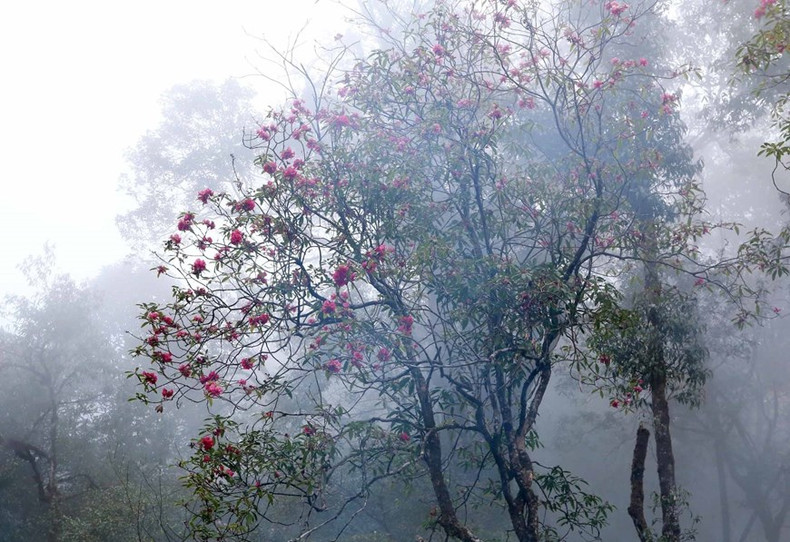 El rododendro se considera una de las “flores inmortales” entre las montañas del noroeste de Vietnam. El rododendro se considera una de las “flores inmortales” entre las montañas del noroeste de Vietnam.