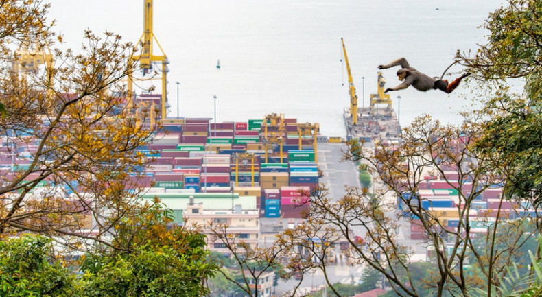Momento en que los langures se mueven entre los dorados árboles lim xet. Momento en que los langures se mueven entre los dorados árboles lim xet.