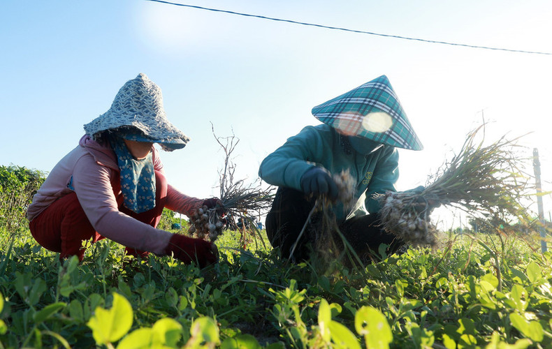 El ajo, el cultivo principal de la isla de Ly Son, se considera como el “oro blanco” debido a su alto valor económico. Muchos hogares aquí lograron salir de la pobreza gracias al cultivo del ajo. El ajo, el cultivo principal de la isla de Ly Son, se considera como el “oro blanco” debido a su alto valor económico. Muchos hogares aquí lograron salir de la pobreza gracias al cultivo del ajo.