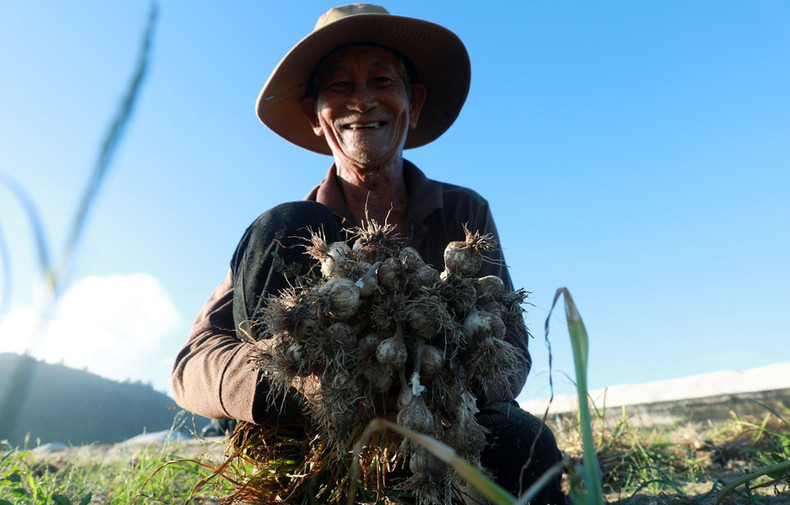 La cosecha del ajo en la isla de Ly Son. La cosecha del ajo en la isla de Ly Son.