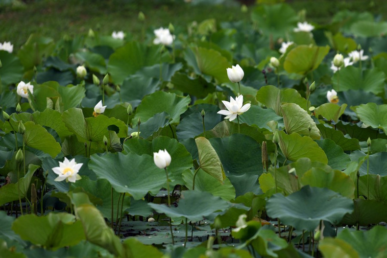 La laguna se encuentra a unos 20 kilómetros del centro de Hanói.