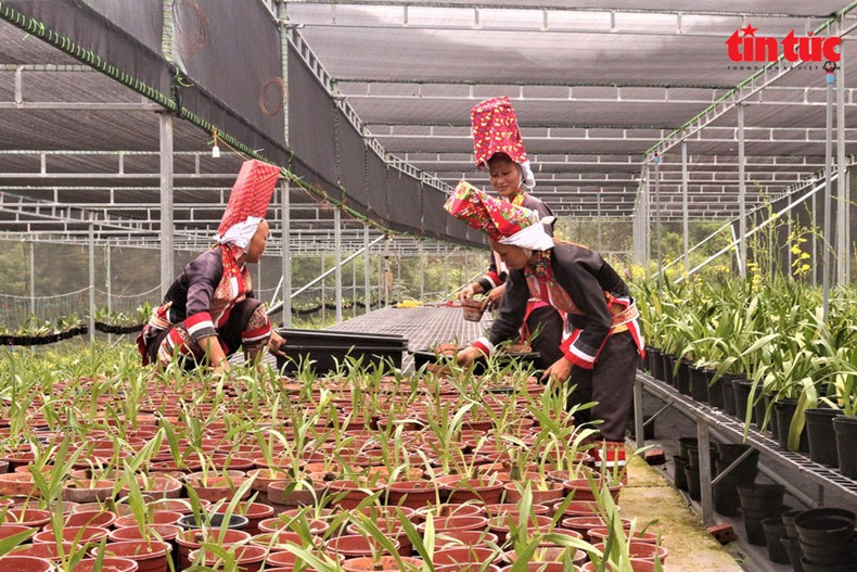 Personas de minorías étnicas en la comuna de Dong Van cuidan las flores en la Cooperativas Hoa Binh Lieu. Personas de minorías étnicas en la comuna de Dong Van cuidan las flores en la Cooperativas Hoa Binh Lieu.