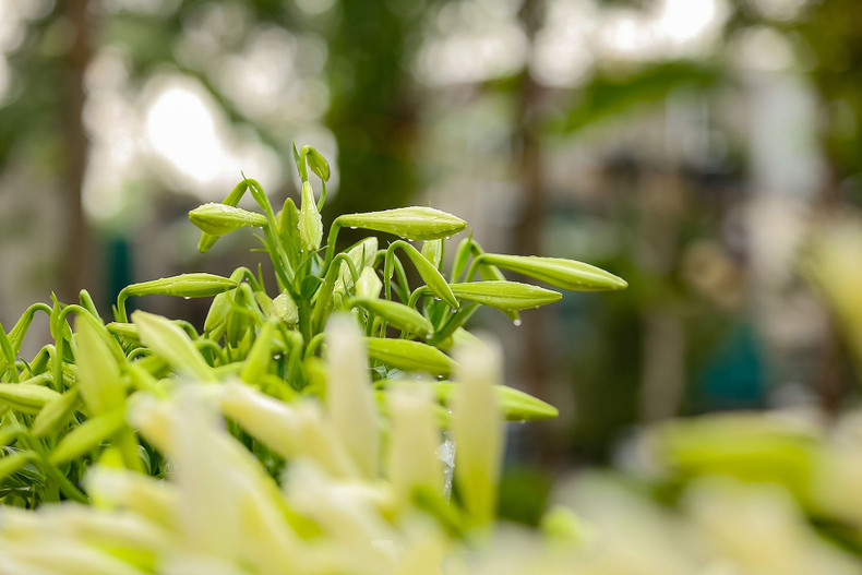 Los lirios son una flor típica de Hanói. En la época de floración, desprenden un olor agradable y suave.