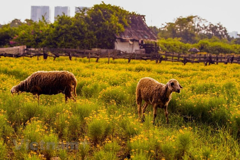 Con el fin de tener este jardín de flores, el propietario del jardín cuidó las plantas y las plantó a partir de semillas hace 4-5 meses. (Foto: Vietnam+) Con el fin de tener este jardín de flores, el propietario del jardín cuidó las plantas y las plantó a partir de semillas hace 4-5 meses. (Foto: Vietnam+)