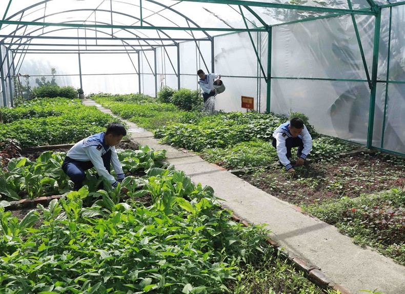 Oficiales y soldados cultivan verduras en las islas en el distrito insular de Truong Sa.