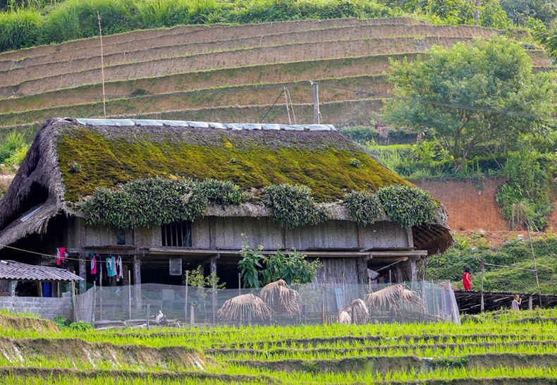 Con el clima fresco y alta humedad, las casas con techos de hojas de palma cubiertos de musgo son típicos aquí.