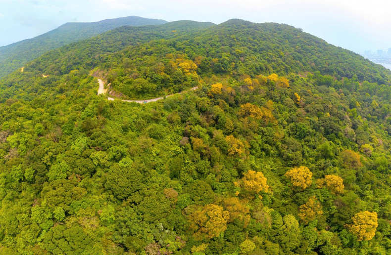 A finales de marzo y principios de abril, en los bosques de la península de Son Tra, las flores lim xet (Peltophorum pterocarpum) brotan brillantemente, cubriendo de oro parte del sitio. A finales de marzo y principios de abril, en los bosques de la península de Son Tra, las flores lim xet (Peltophorum pterocarpum) brotan brillantemente, cubriendo de oro parte del sitio.