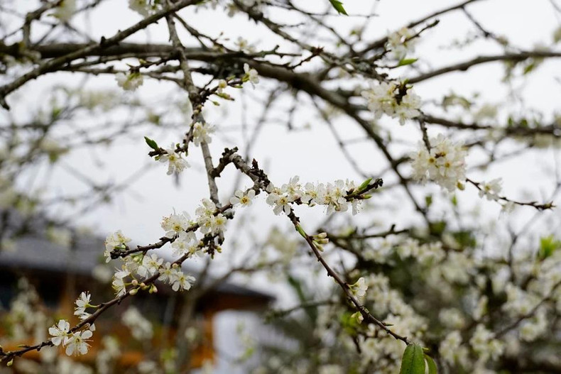 Las flores del ciruelo de Bac Ha tienen una belleza suave y pura. Las flores del ciruelo de Bac Ha tienen una belleza suave y pura.