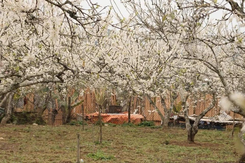 Grandes jardines de ciruelos adornan las montañas y los bosques de Bac Ha con un color blanco puro a principios de la primavera. Grandes jardines de ciruelos adornan las montañas y los bosques de Bac Ha con un color blanco puro a principios de la primavera.