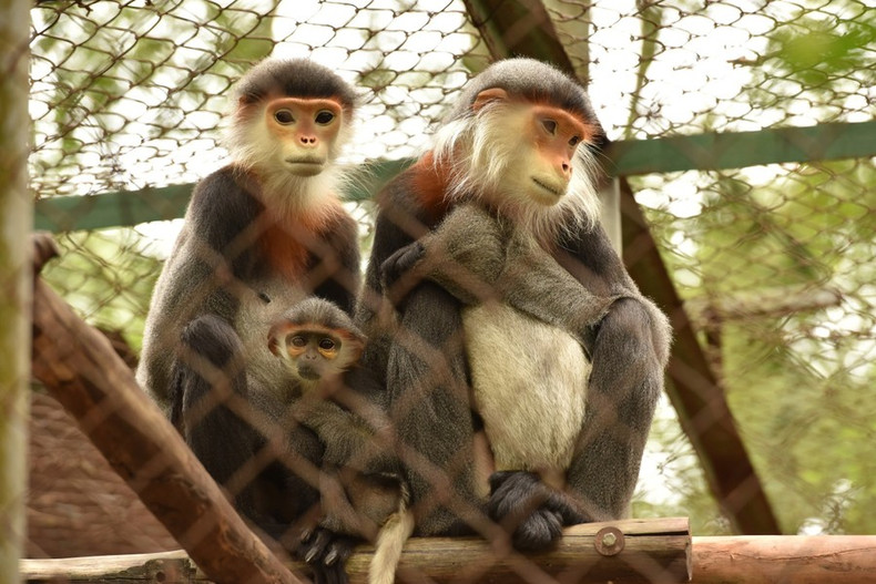 El Parque Nacional Cuc Phuong libera 80 ejemplares raros de langur a la naturaleza. El Parque Nacional Cuc Phuong libera 80 ejemplares raros de langur a la naturaleza.