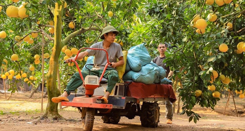 En 2023, el rendimiento del pomelo es mejor al del año pasado. En 2023, el rendimiento del pomelo es mejor al del año pasado.