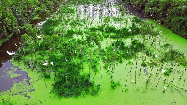 Jardín Tu Su, uno de los destinos más destacados que atrae a los visitantes en el distrito de Thoi Binh.
