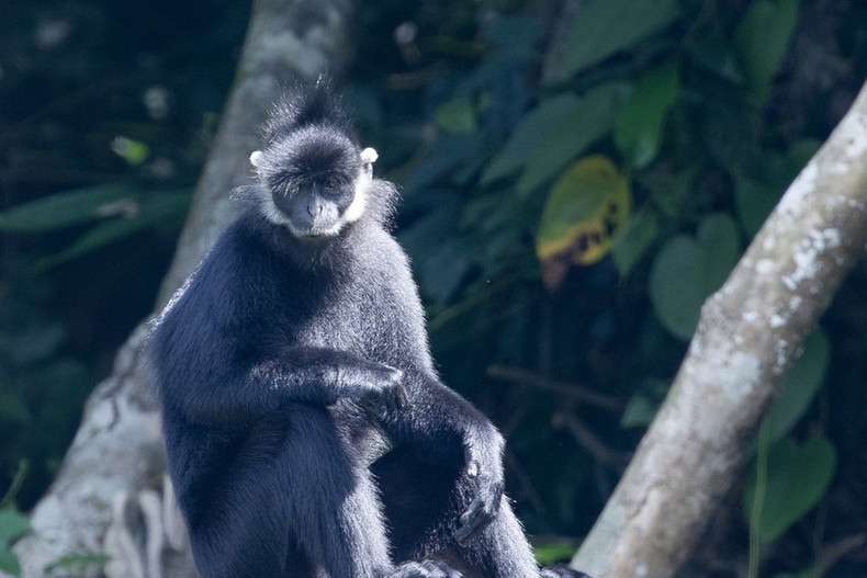 Una de las especies de primates protegidas en el Parque Nacional Cuc Phuong. Una de las especies de primates protegidas en el Parque Nacional Cuc Phuong.
