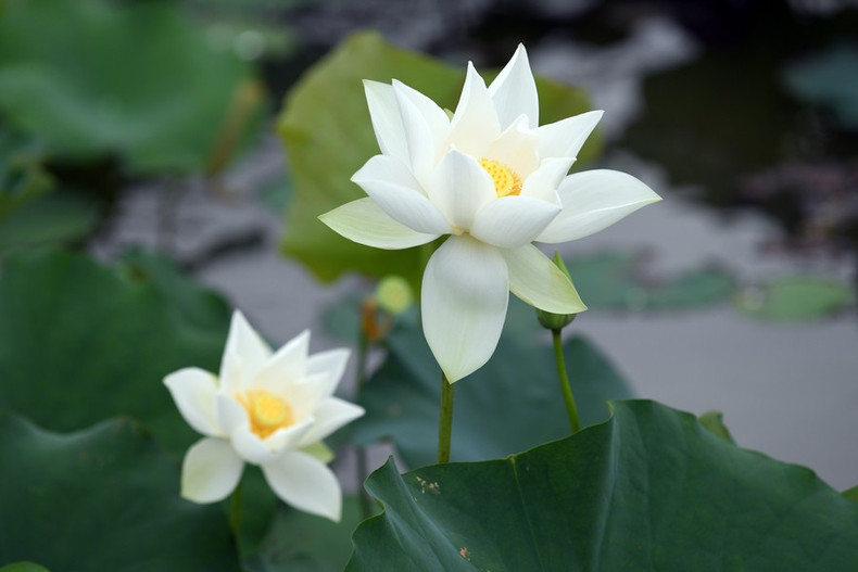 Las flores tienen una fragancia apasionada, suave y agradable.