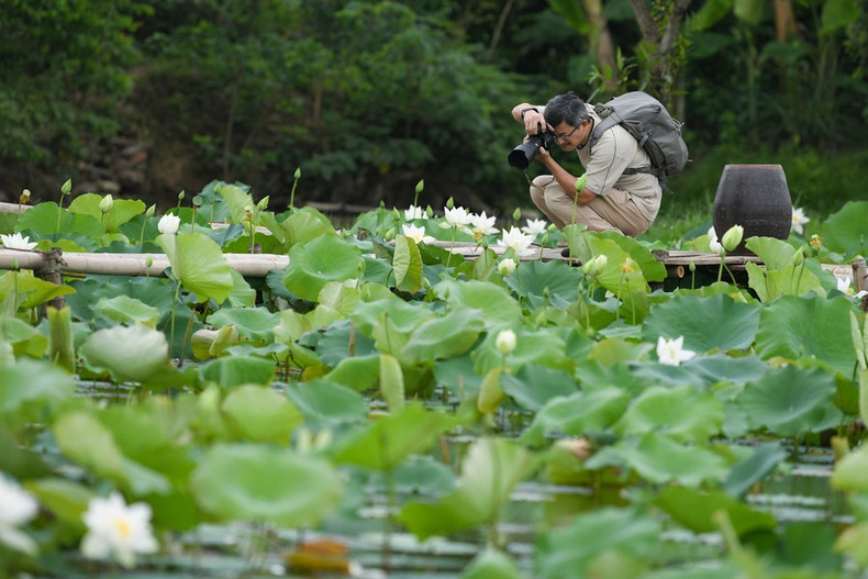 En la temporada de floración, el estanque es el destino fotográfico favorito de muchas personas.