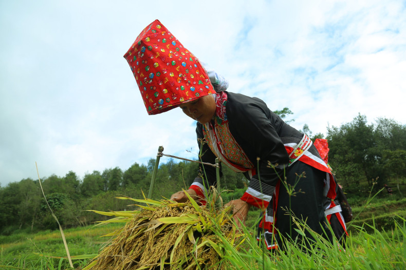 Tras terminar la cosecha, las mujeres llevan gavillas de arroz a casa.