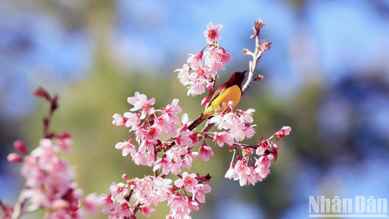 El cerezo es una especie de árbol popular en el este de Asia, en lugares con altitudes superiores a los mil metros. El cerezo es una especie de árbol popular en el este de Asia, en lugares con altitudes superiores a los mil metros.